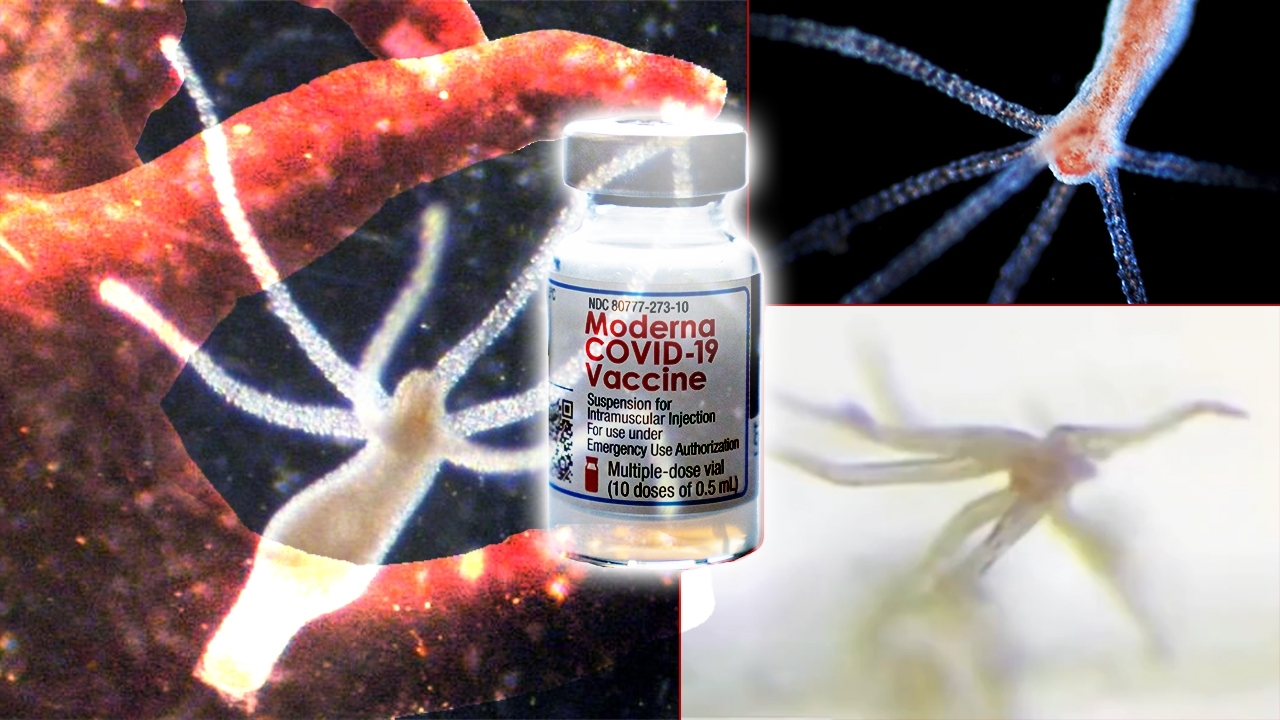 'Hydra Vulgaris' a Living Parasite Inside the Moderna Vaccine • OP News